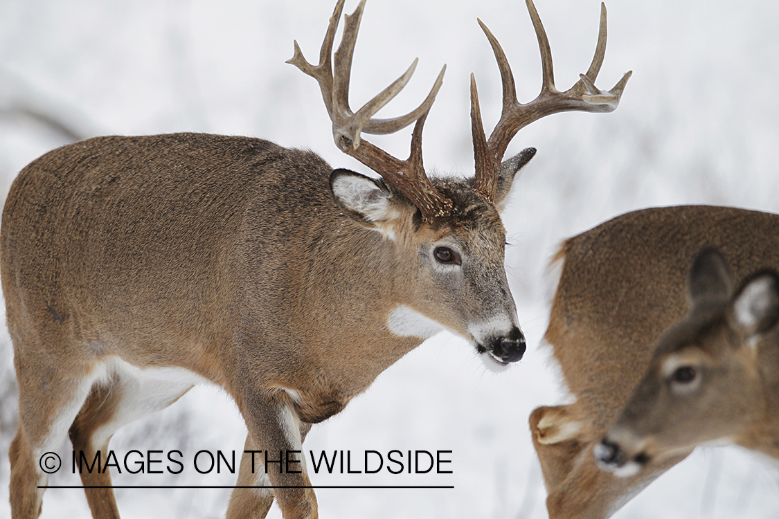 White-tailed buck and doe in winter habitat.