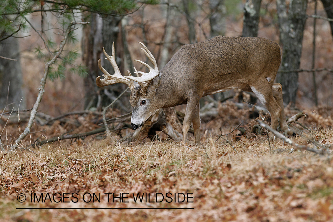 White-tailed buck displaying aggressive behavior.