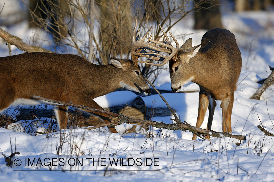 White-tailed bucks sparring in winter habitat.