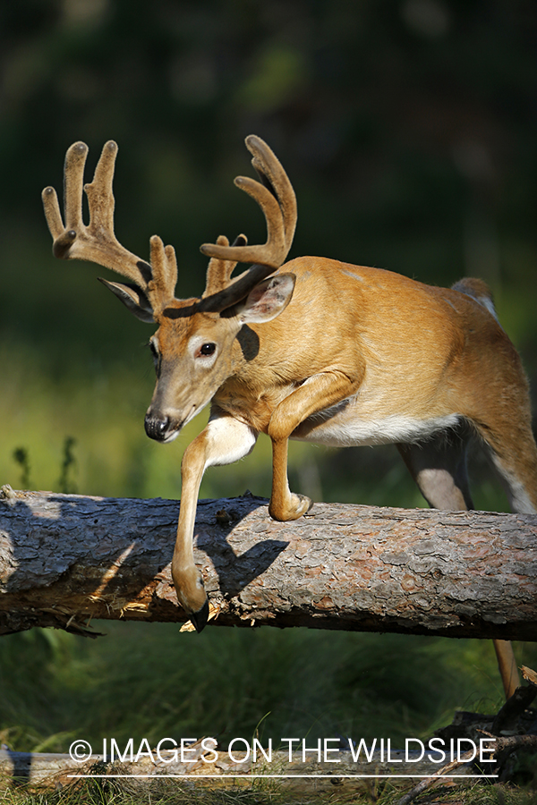 White-tailed buck in habitat.