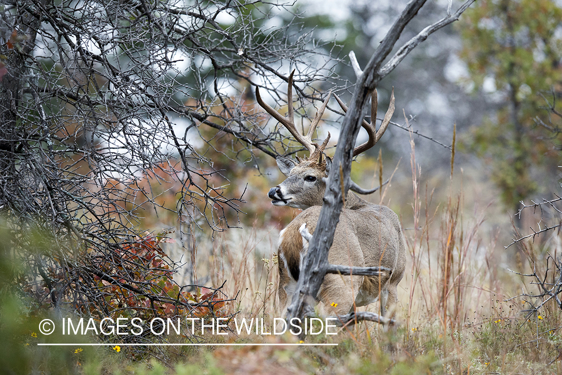 White-tailed buck in habitat. 