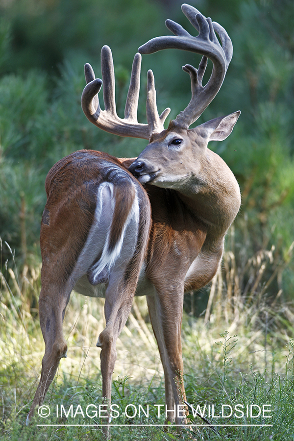 White-tailed buck in velvet.