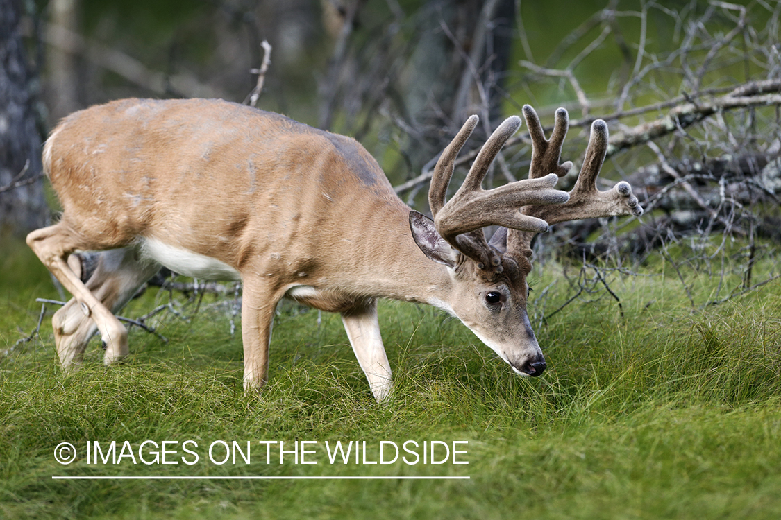 White-tailed buck in velvet.