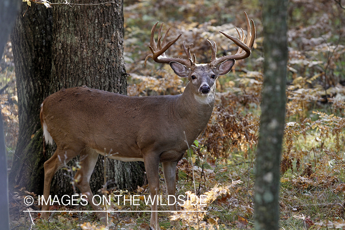 White-tailed buck in habitat.