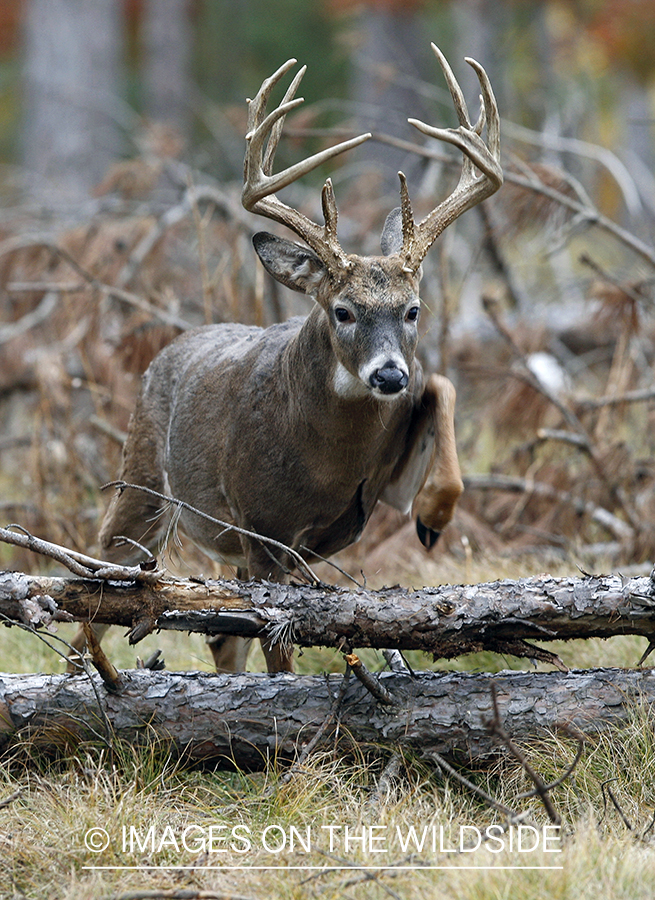 White-tailed buck in habitat.