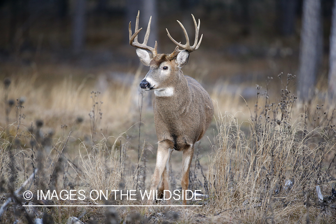 White-tailed buck in habitat.