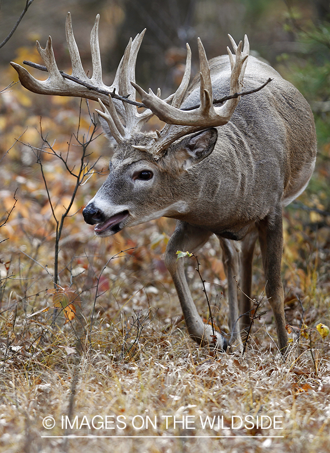 White-tailed buck in habitat.