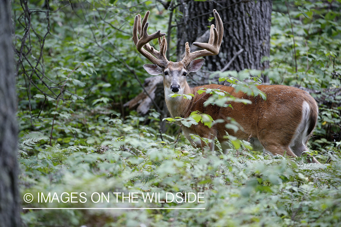 White-tailed Buck in Velvet.