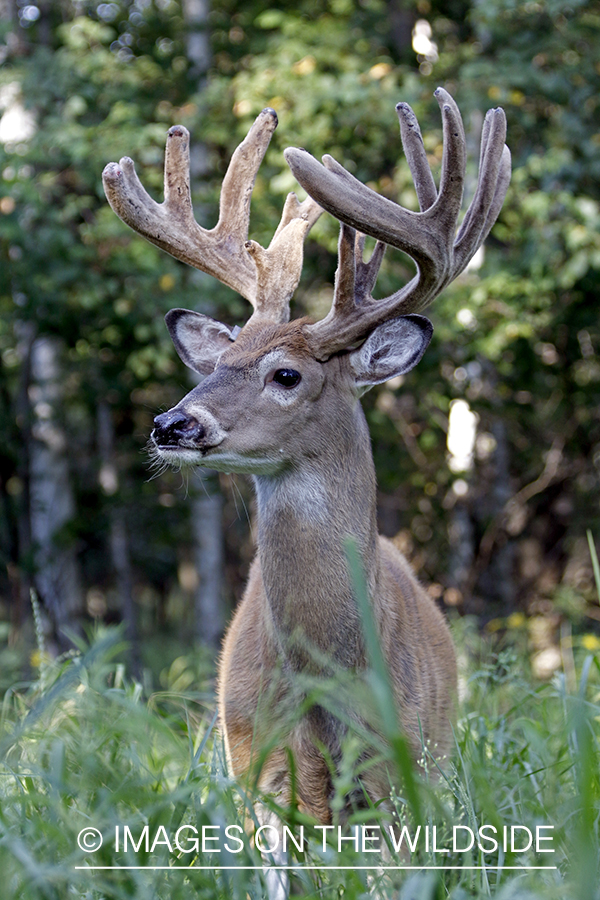 White-tailed buck in Velvet.