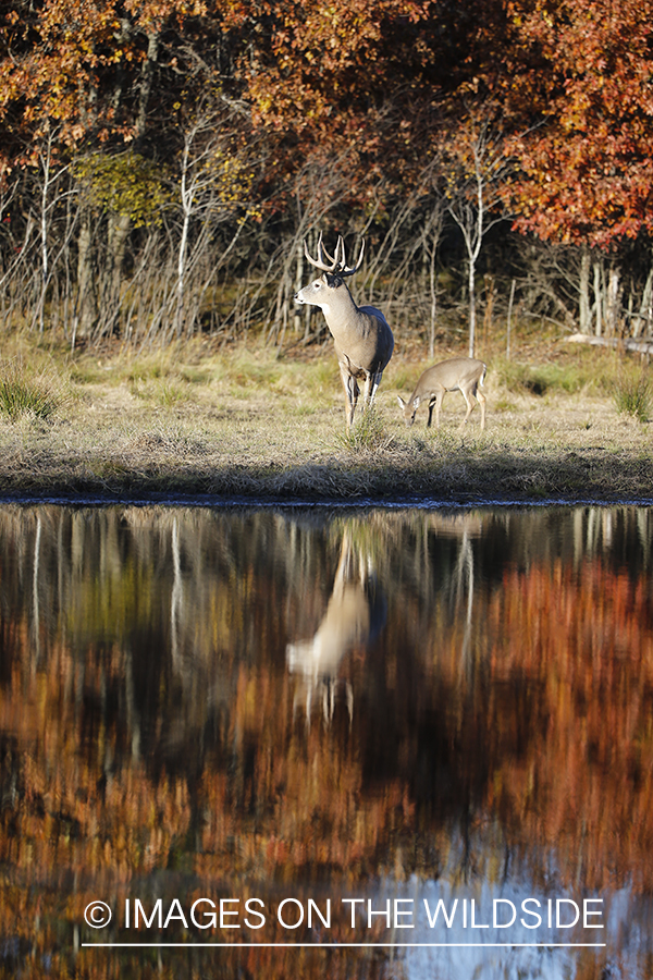 White-tailed buck and fawn with reflection in water.