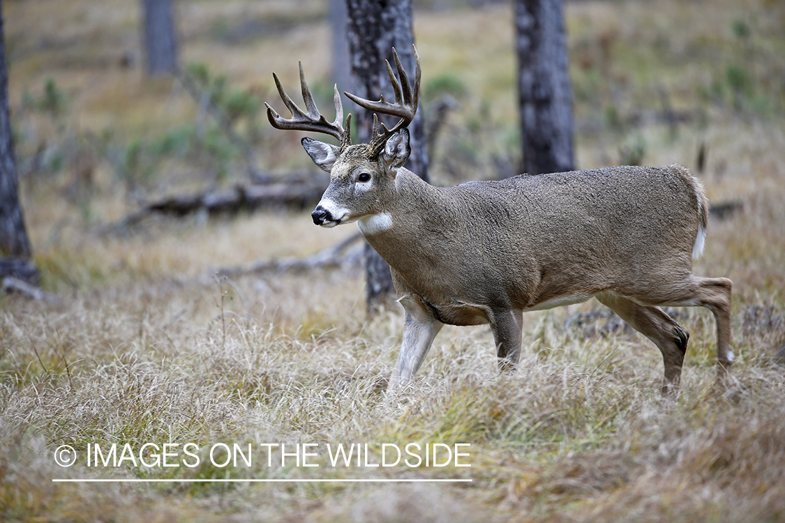 White-tailed buck in woods.