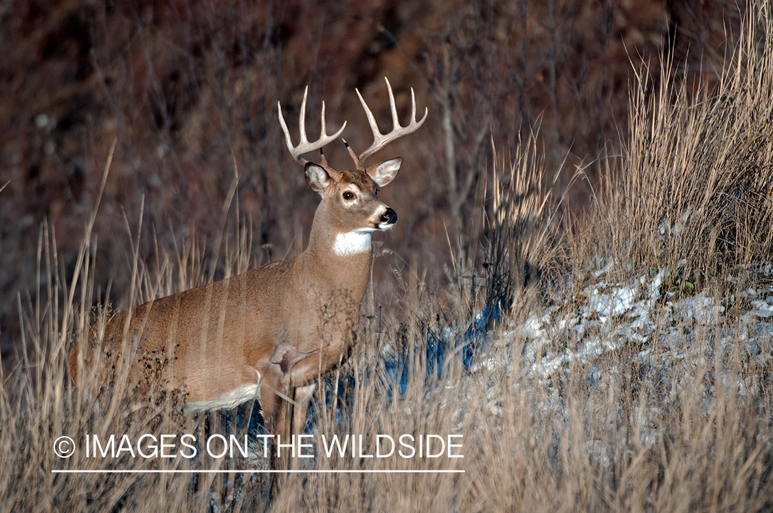 White-tailed buck in habitat.