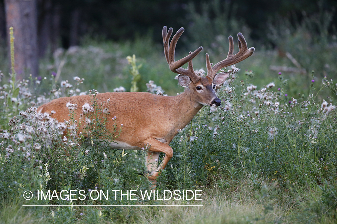 White-tailed buck in velvet.