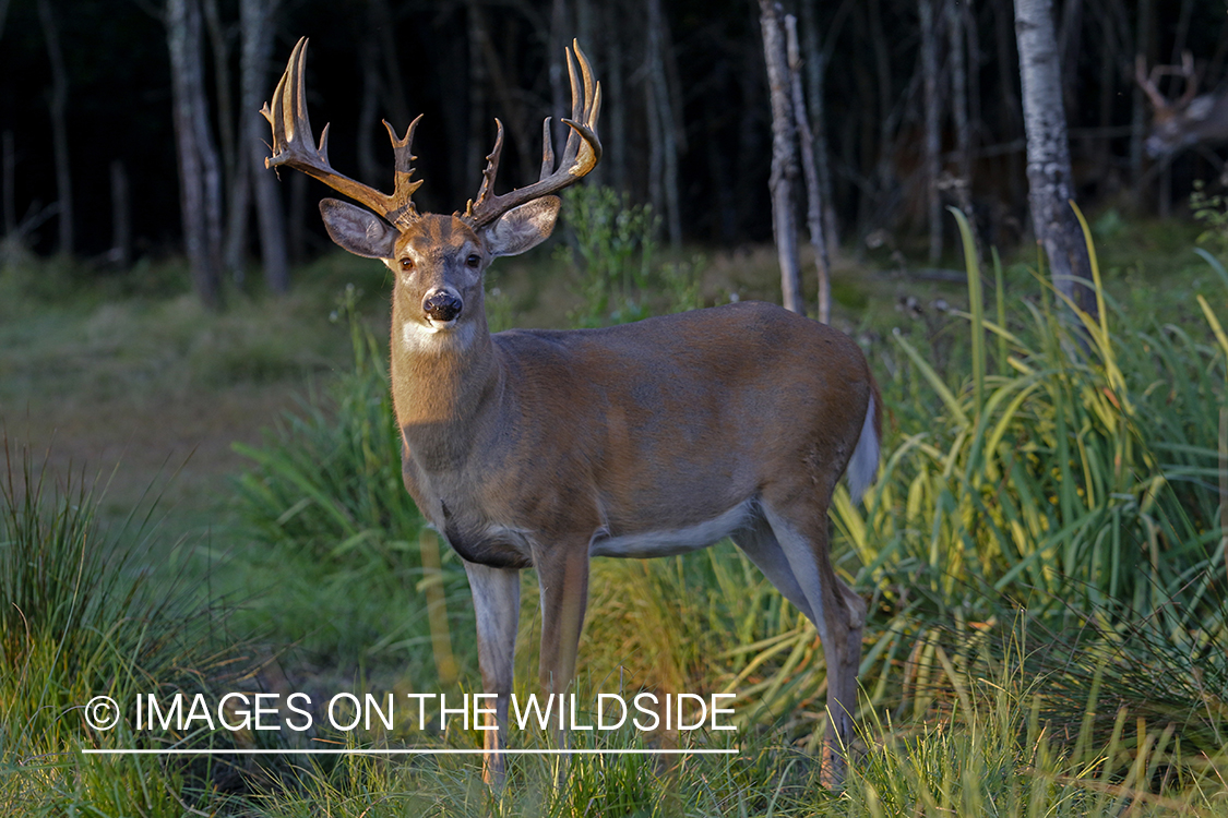 White-tailed buck in field.