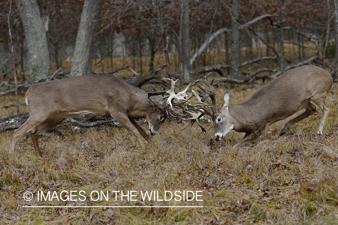 White-tailed bucks fighting during rut.