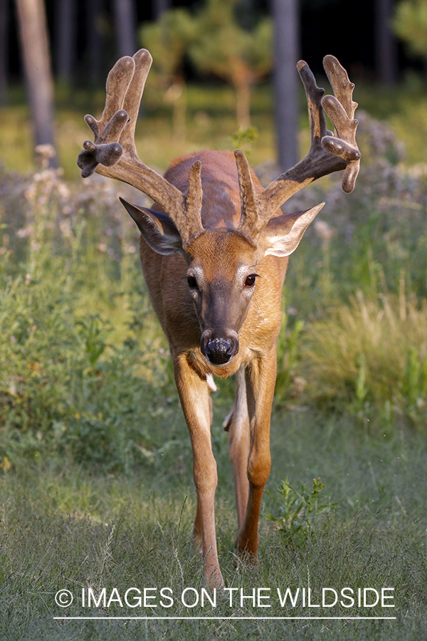 White-tailed buck in field.