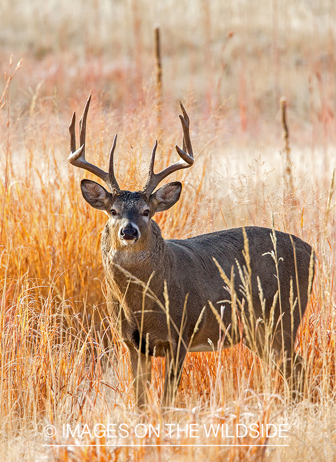 White-tailed buck in field.