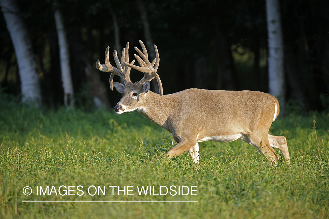 White-tailed buck in Velvet.