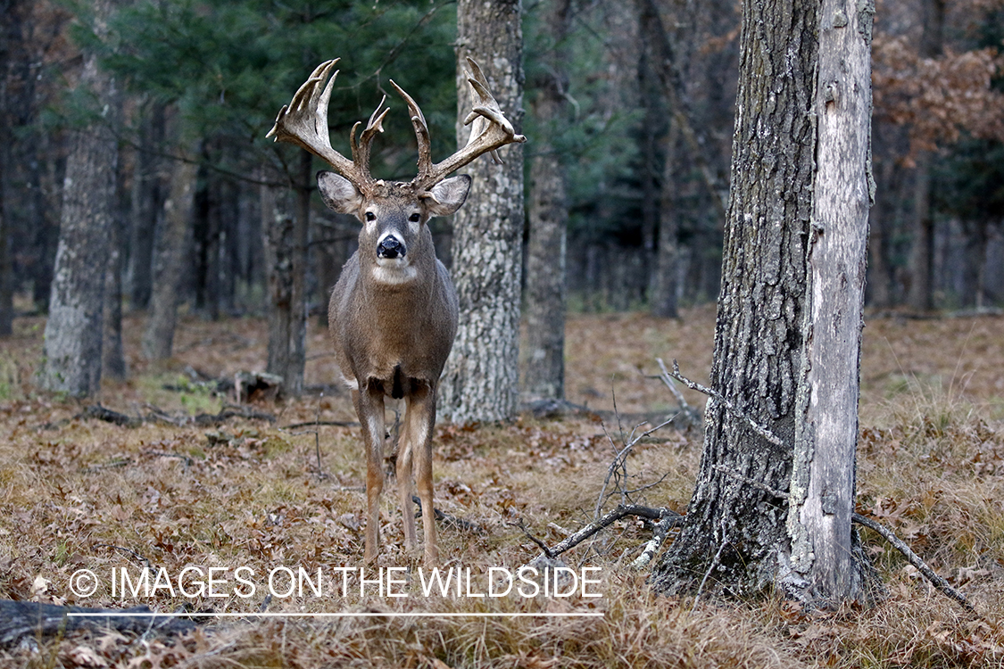 White-tailed buck in the rut.