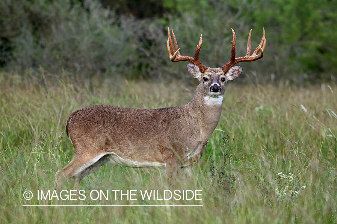 White-tailed buck in field.