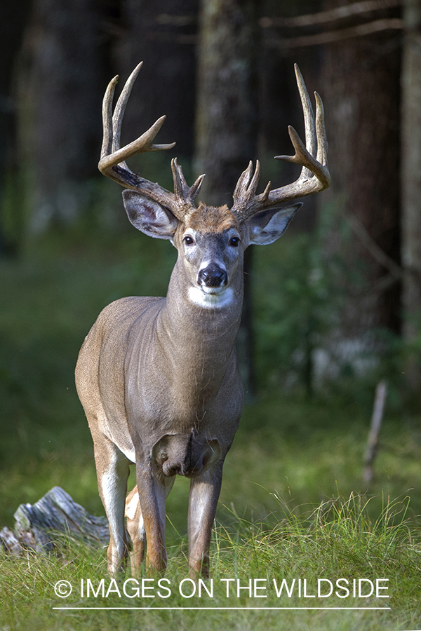 White-tailed buck in the Rut.