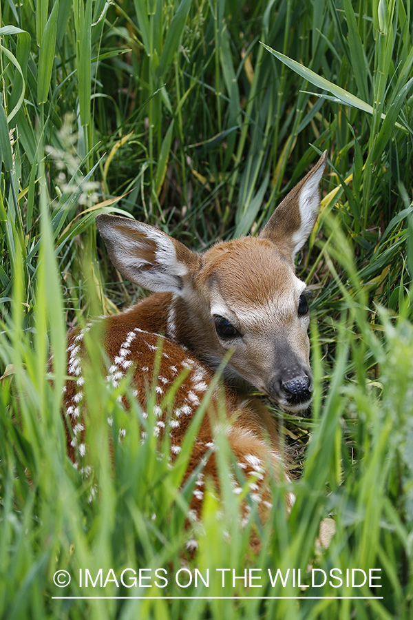 White-tailed fawn laying in grass.