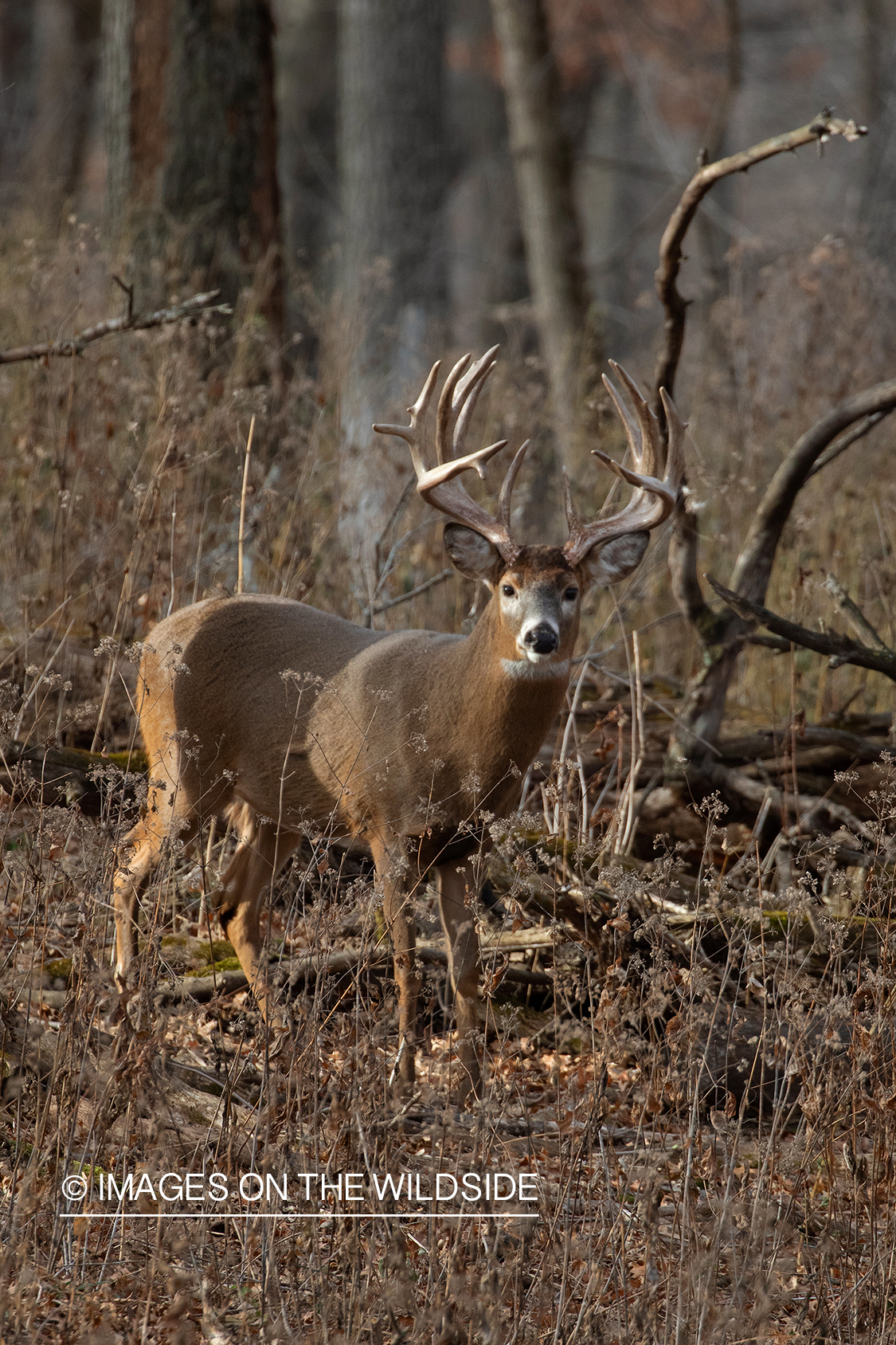 White-tailed deer in field.