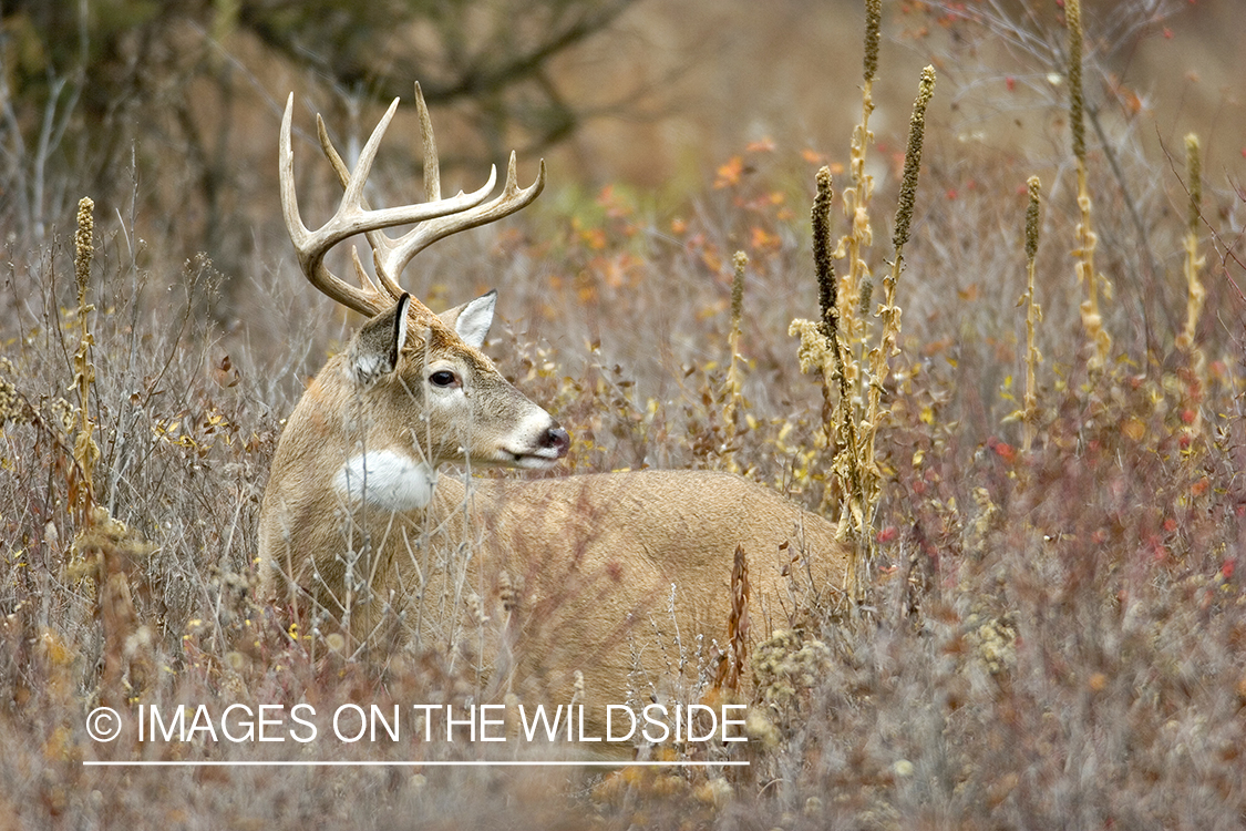 White-tailed buck bedded down.