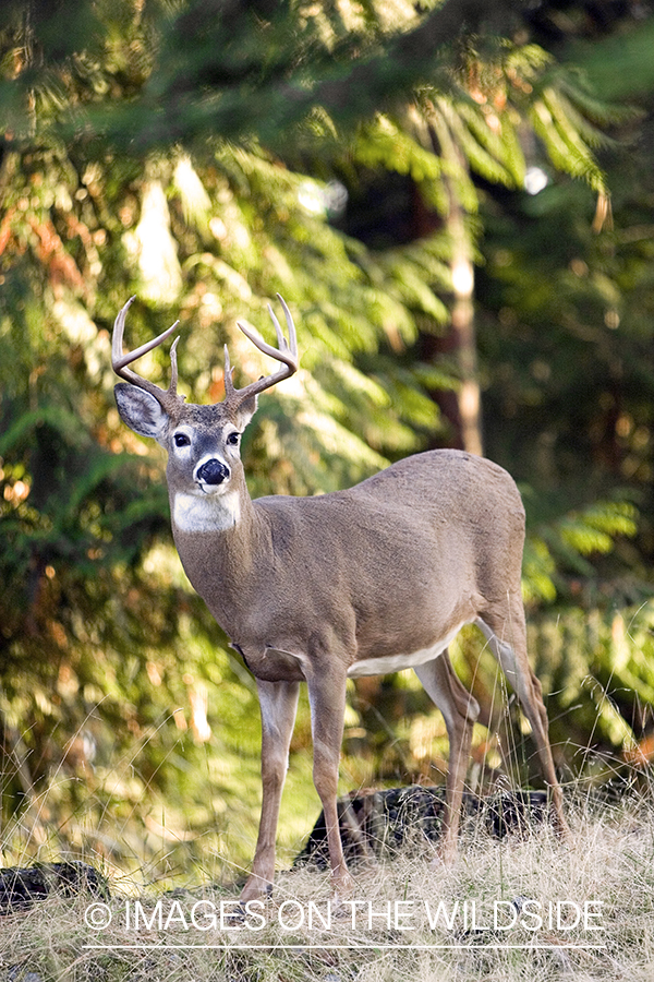 White-tailed deer in habitat