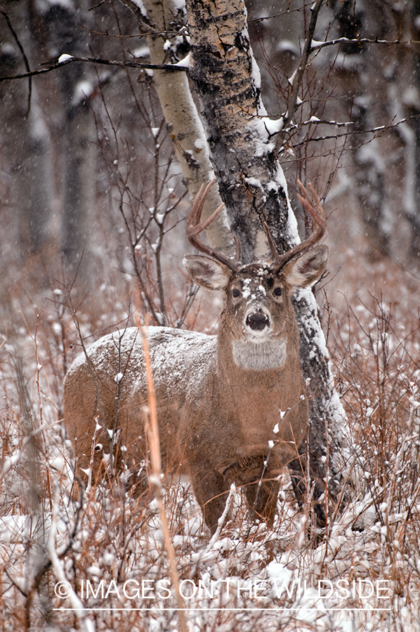 Whitetail Buck