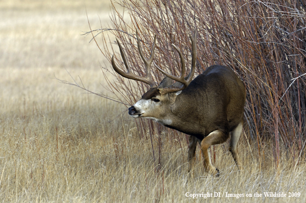 Mule buck in rut.