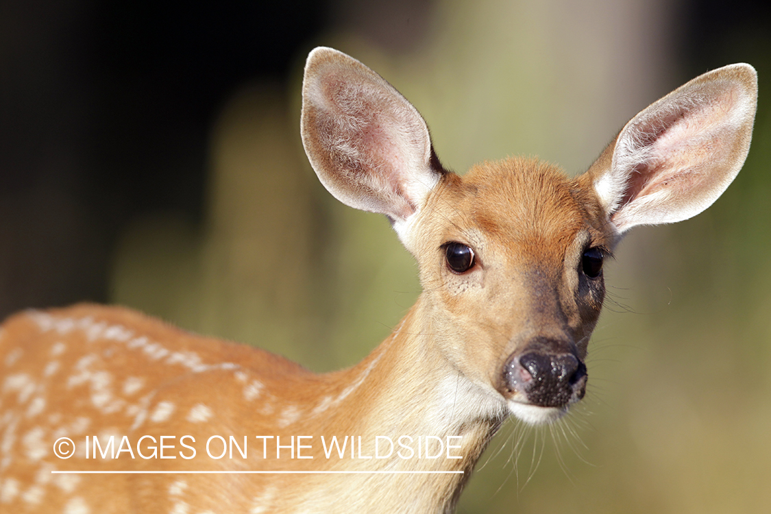 White-tailed fawn in habitat. 