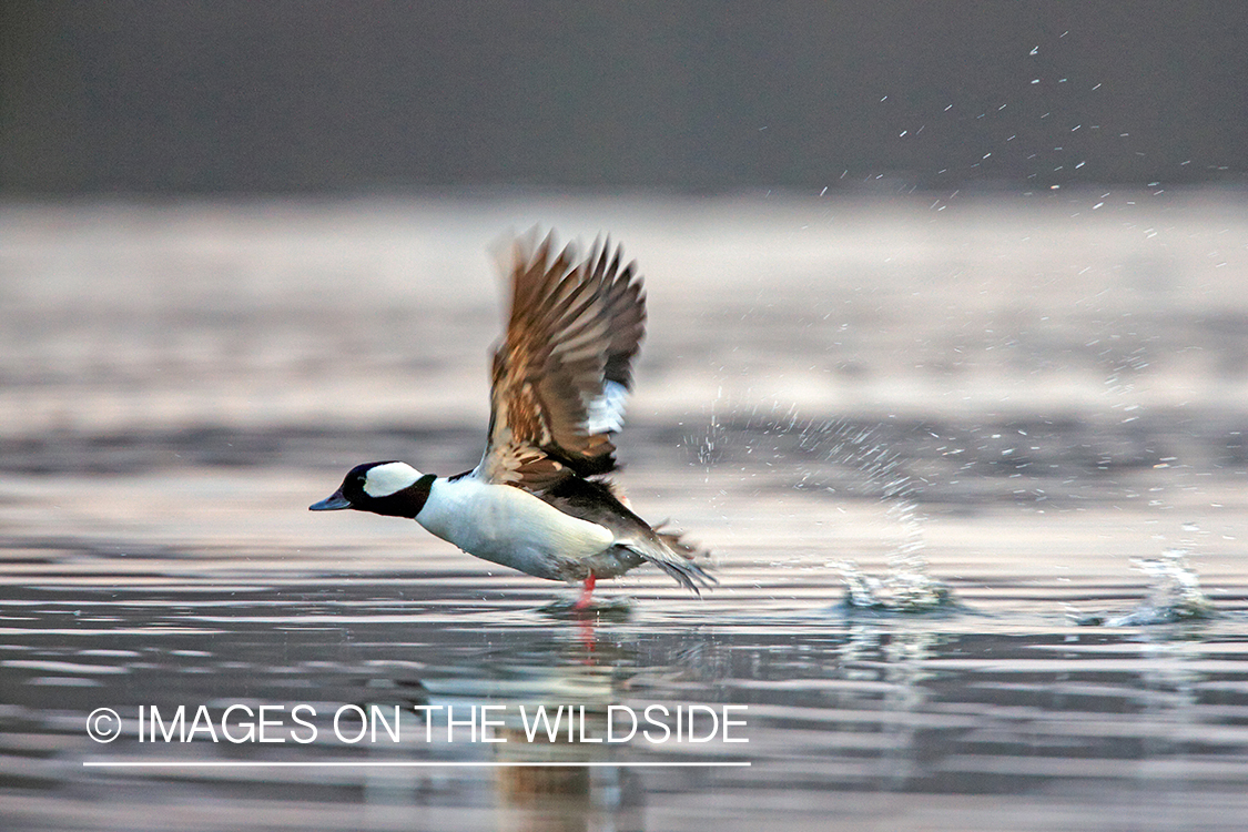 Bufflehead taking flight.