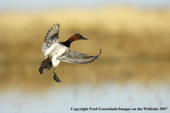 Canvasback duck