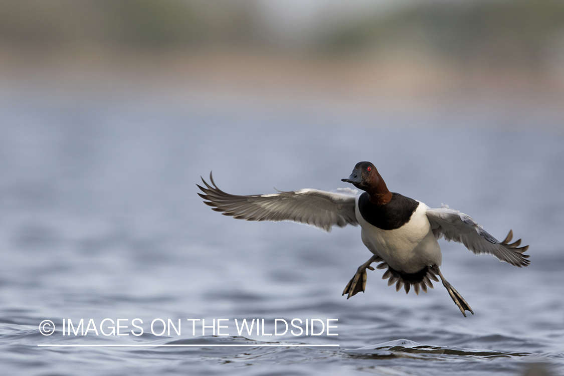 Canvasback in flight.