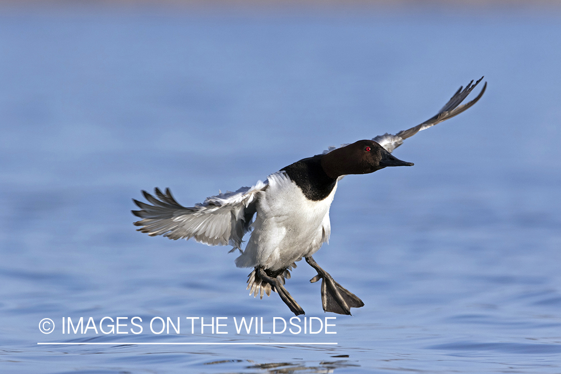 Canvasback in flight.