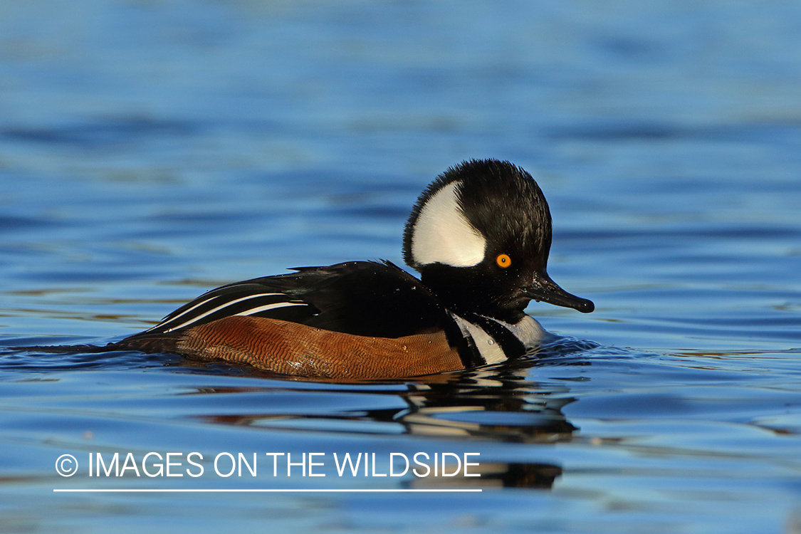 Hooded Merganser on water.