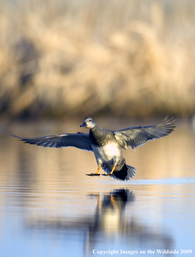 Gadwall duck landing