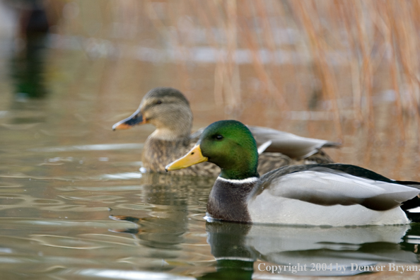 Mallards on pond.