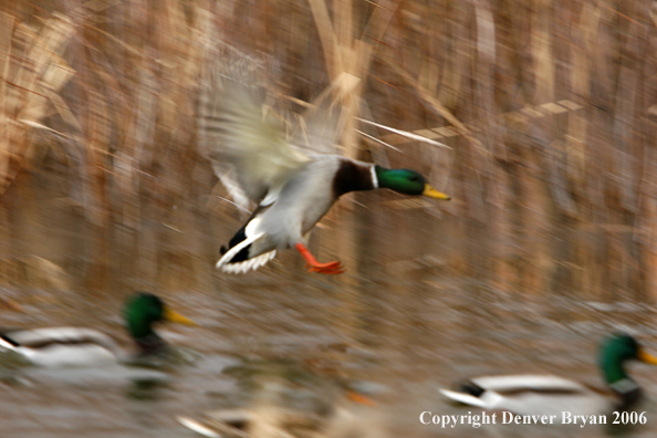 Mallard drake landing on water.