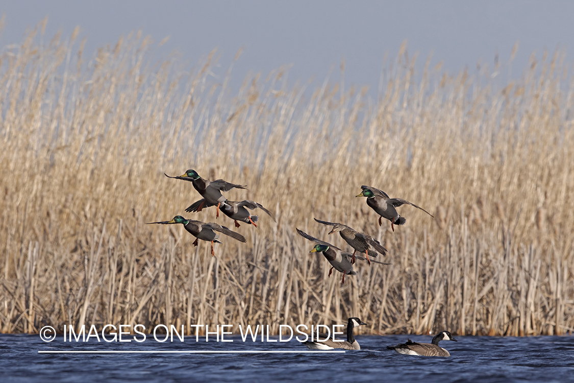 Mallards in flight.