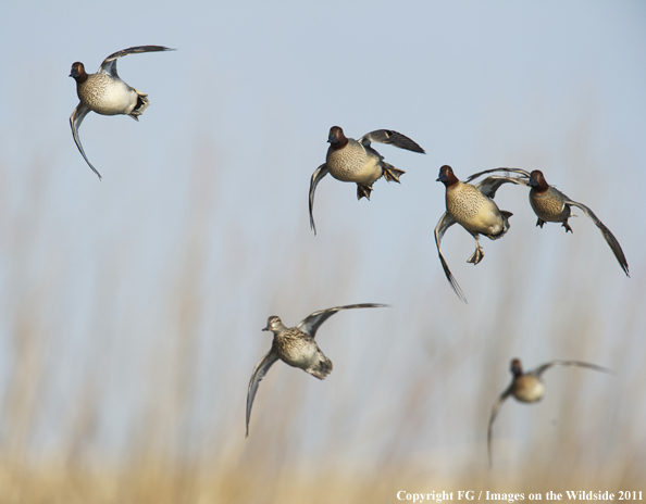 Green-winged Teal flock in flight. 