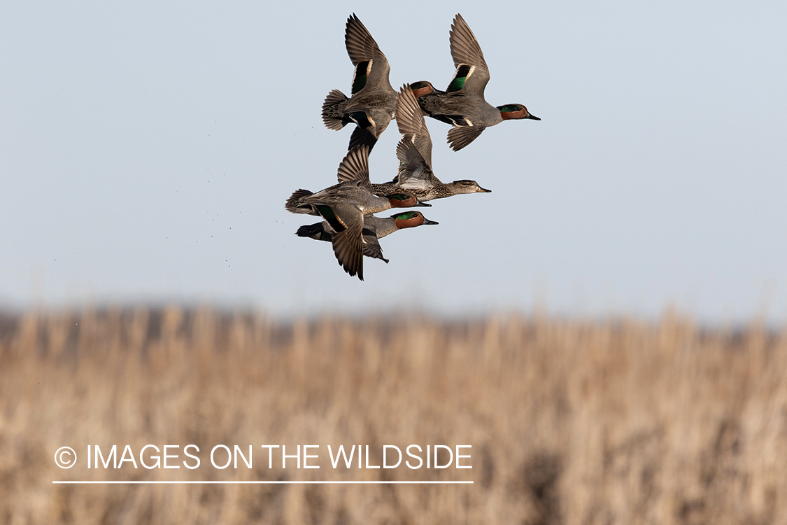 Green-winged Teal in flight.