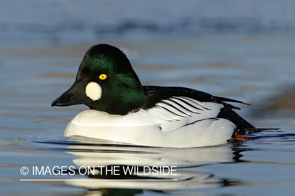 Common Goldeneye Drake