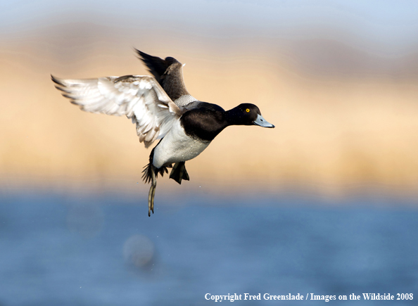 Lesser Scaup Duck