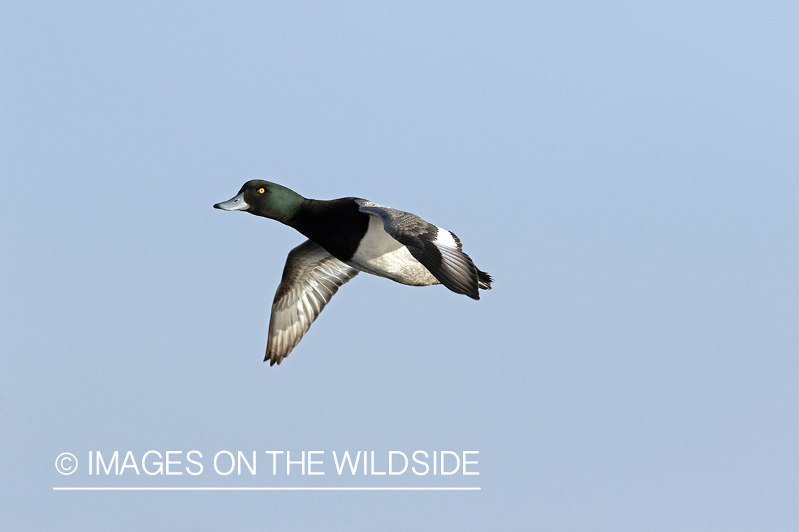 Lesser Scaup in flight.