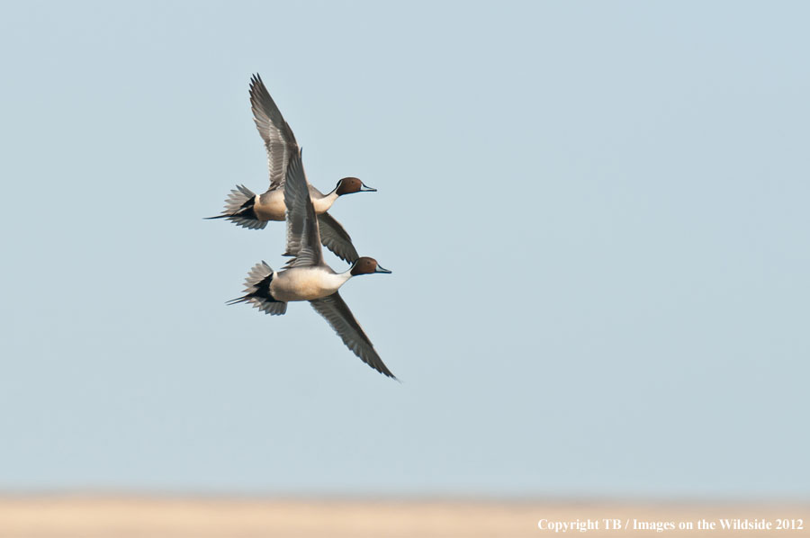 Pintail Ducks in flight.