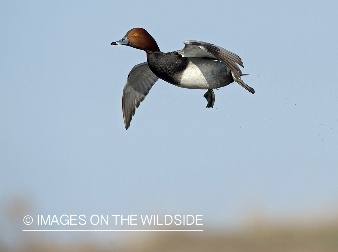 Redhead in flight.