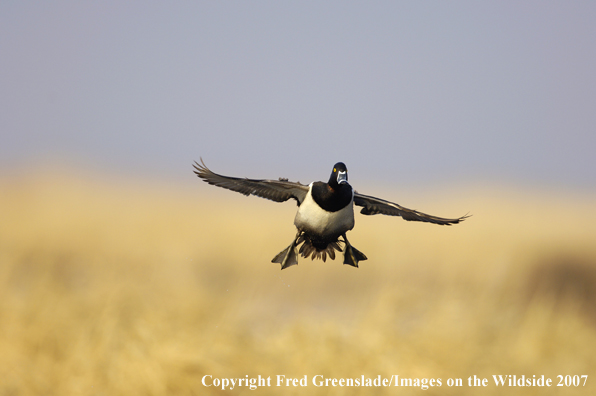 Ring-necked duck in flight