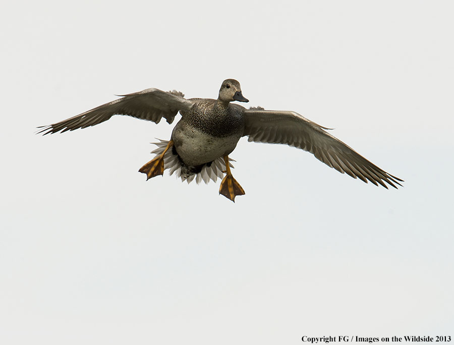 Mottled duck in flight.